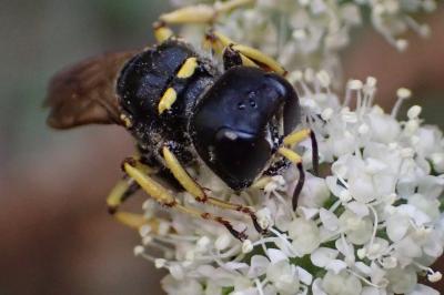 <i>Ectemnius cephalotes</i>