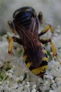 <i>Ectemnius cephalotes</i>