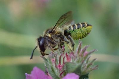 <i>Megachile centuncularis</i>