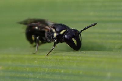 <i>Hylaeus communis</i>