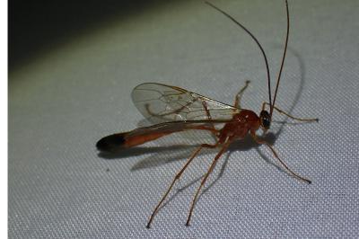 <i>Enicospilus ramidulus</i>