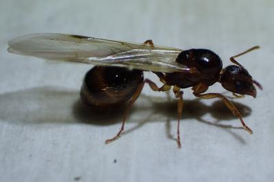 <i>Aphaenogaster subterranea</i>