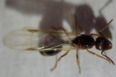 <i>Aphaenogaster subterranea</i>