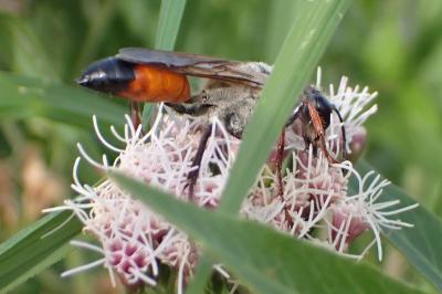 <i>Sphex funerarius</i>