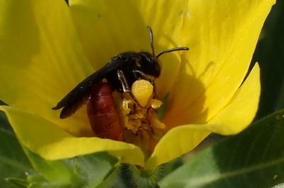 <i>Sphecodes albilabris</i>