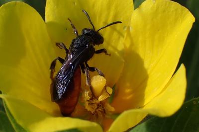 <i>Sphecodes albilabris</i>