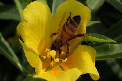 <i>Apis mellifera</i>
