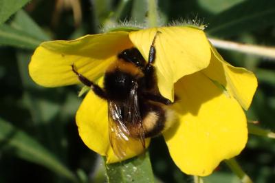 <i>Bombus terrestris</i>