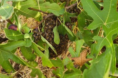 <i>Apis mellifera</i>