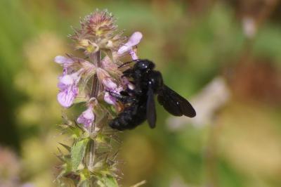 <i>Xylocopa</i>