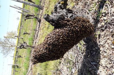 <i>Apis mellifera</i>