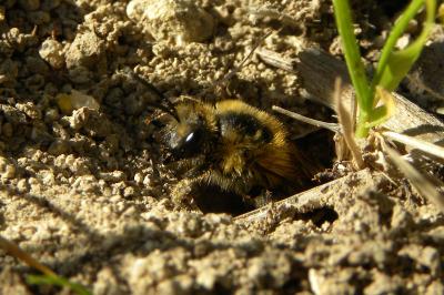 <i>Colletes hederae</i>