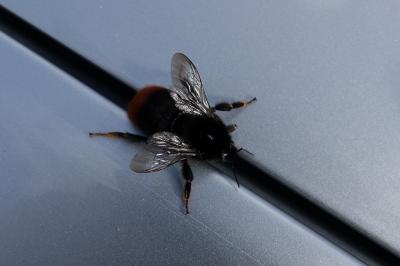 <i>Bombus lapidarius</i>