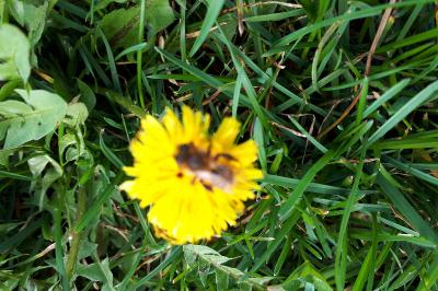 <i>Osmia cornuta</i>