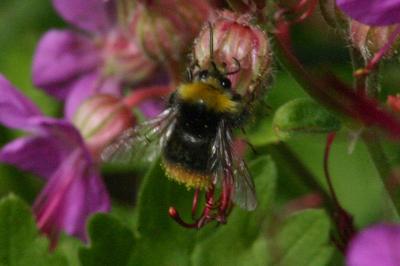<i>Bombus pratorum</i>