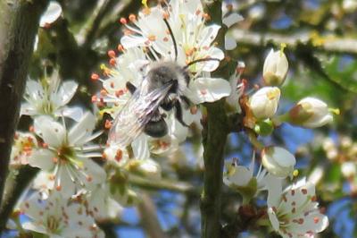 <i>Andrena cineraria</i>