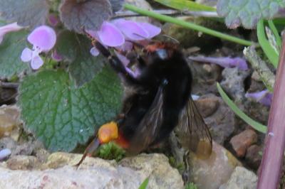 <i>Bombus lapidarius</i>