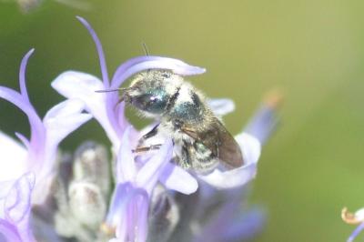 Osmia caerulescens