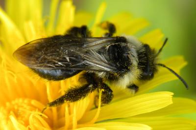 <i>Andrena cineraria</i>