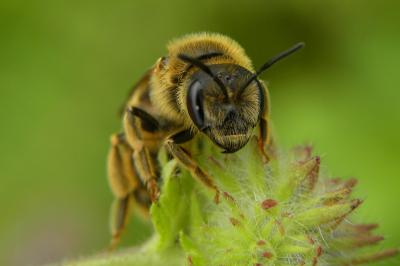 <i>Halictus scabiosae</i>