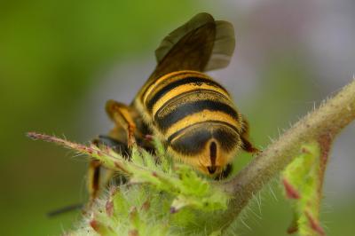 <i>Halictus scabiosae</i>