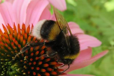 <i>Bombus terrestris</i>