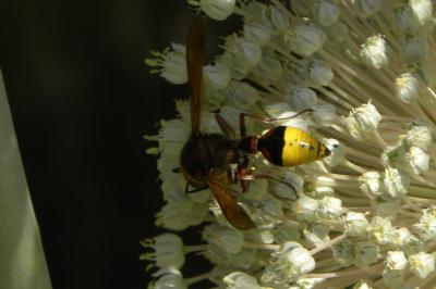<i>Delta unguiculatum</i>