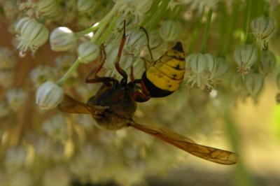 <i>Delta unguiculatum</i>