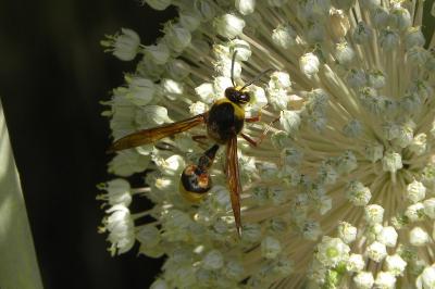 <i>Delta unguiculatum</i>