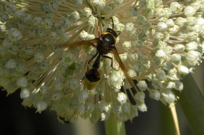 <i>Delta unguiculatum</i>