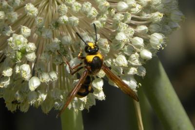 <i>Delta unguiculatum</i>