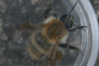<i>Bombus pascuorum</i>
