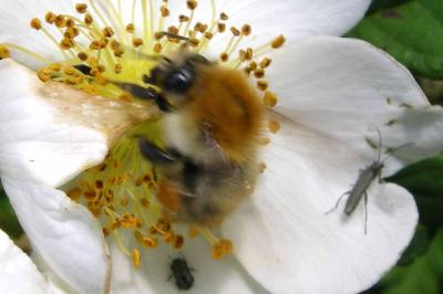 <i>Bombus pascuorum</i>