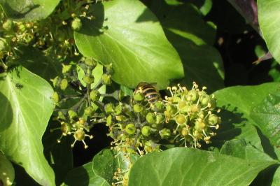<i>Colletes hederae</i>