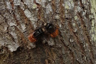 <i>Osmia cornuta</i>