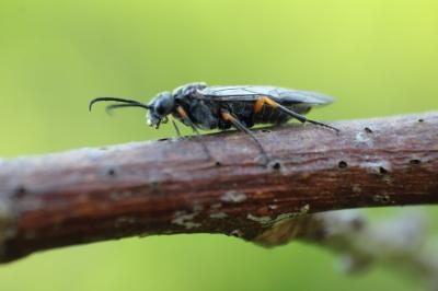 <i>Dolerus</i>