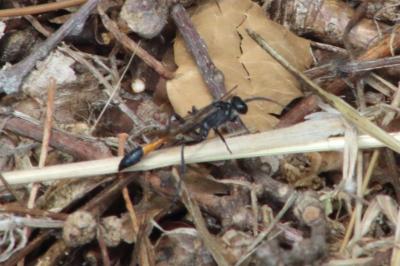 <i>Ammophila</i>