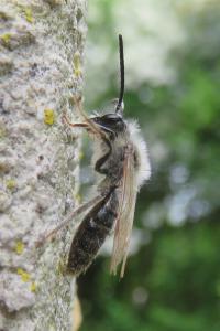 <i>Andrena cineraria</i>