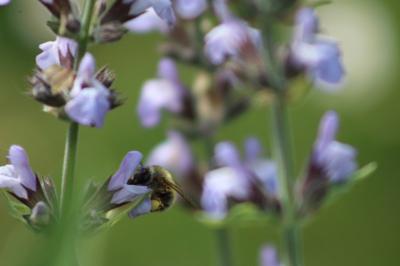 <i>Anthophora plumipes</i>