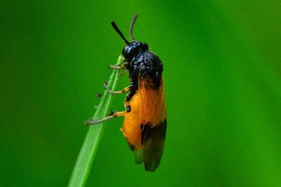 <i>Arge cyanocrocea</i>