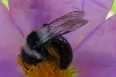 <i>Andrena cineraria</i>