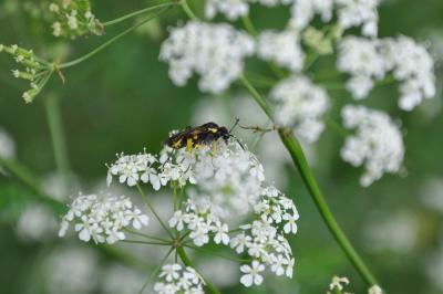 <i>Macrophya montana</i>