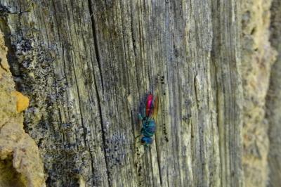 <i>Chrysis ignita</i>