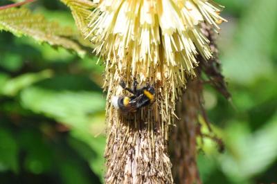 <i>Bombus</i>