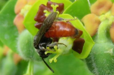 <i>Sphecodes</i>