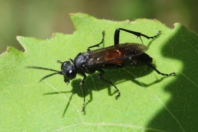 <i>Macrophya annulata</i>