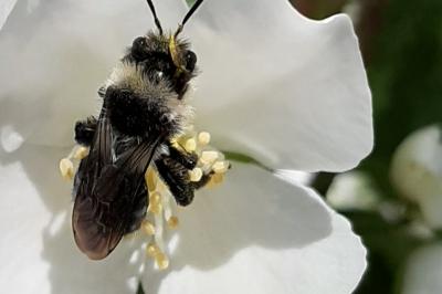 <i>Andrena cineraria</i>