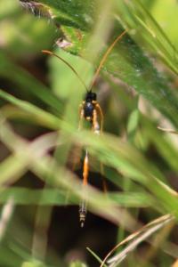 <i>Therion circumflexum</i>
