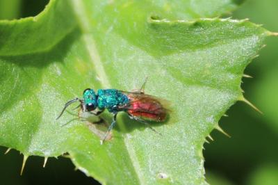 <i>Chrysis ignita</i>