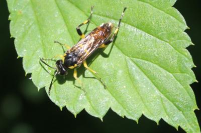 <i>Macrophya montana</i>
